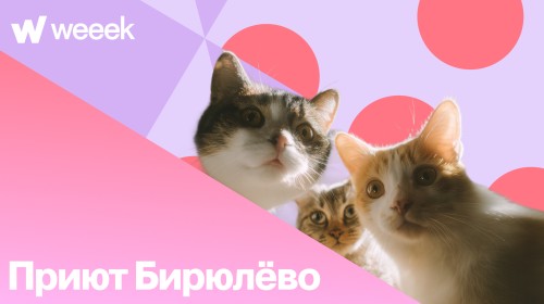 От Excel-таблицы на полгигабайта до базы котиков в Weeek. Кейс приюта для бездомных животных из Бирюлёво