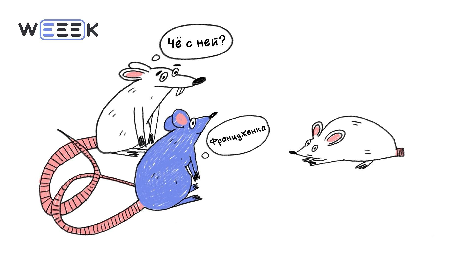 Иллюстрация: крыски